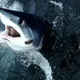 Illustration for article titled Rich People Are Reportedly Getting Into Pet Sharks